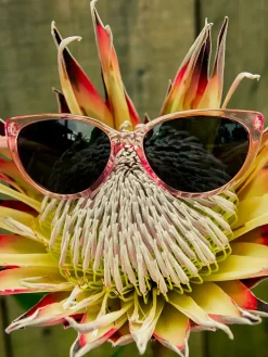 Volcom Butter Sonnenbrille Wmn